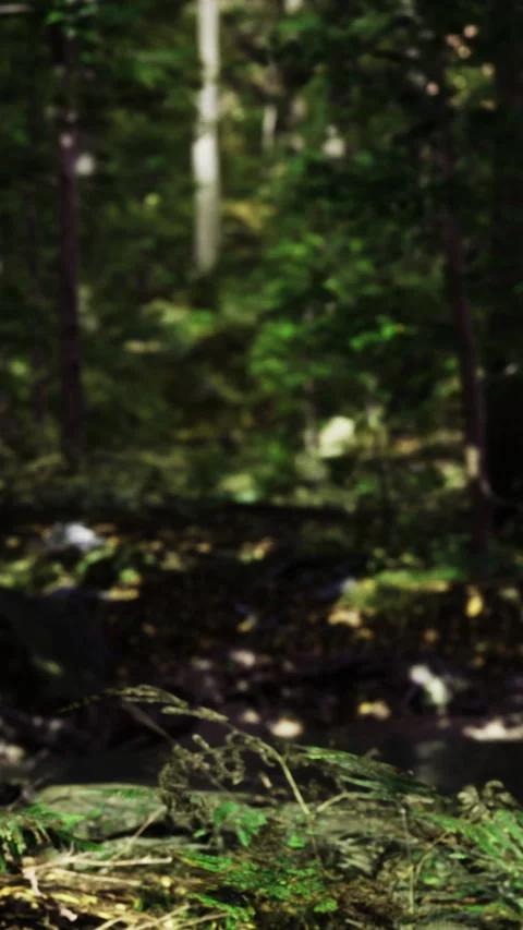 Forest scene showcasing vibrant foliage and tranquil nature elements 動画素材 334246450