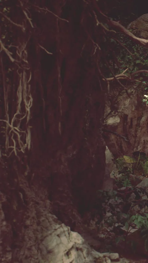 Forest scene showing large tree with visible roots and surrounding greenery Stock Footage 342170178