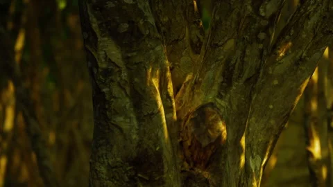 Forest scene shows tree trunks and sunlight filtering through leaves Stock Footage 344312738
