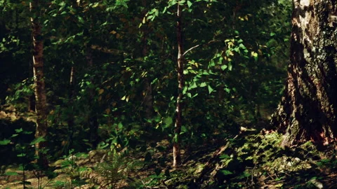 Forest scene with small trees and sunlight shining through the leaves Stock Footage 345059380