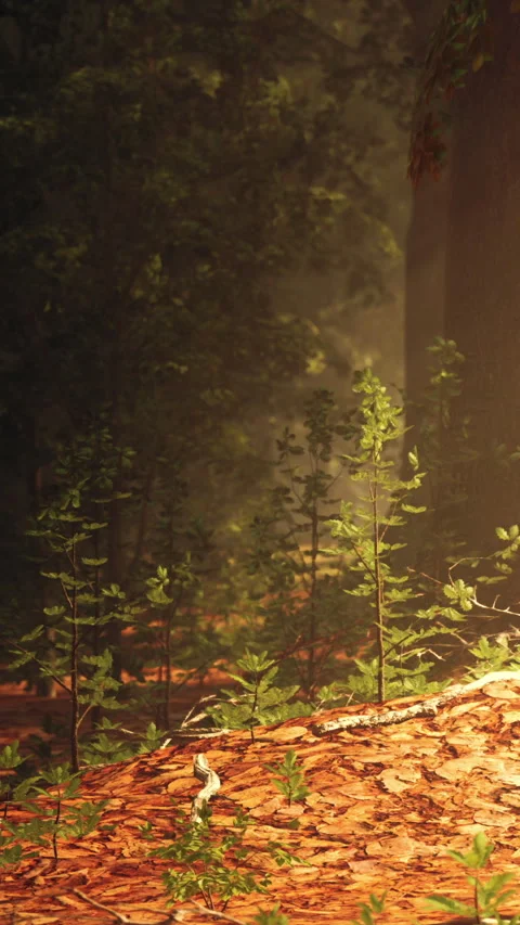 Forest scene with snake in sunlight and ferns in morning light Stock Footage 340869452
