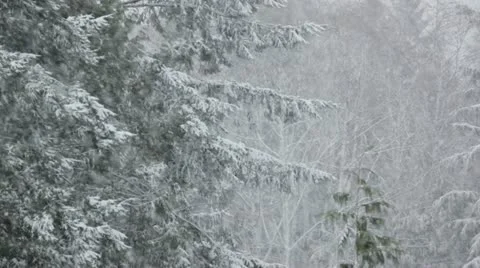 Forest scene, snowing heavily. Vidéo 20543400