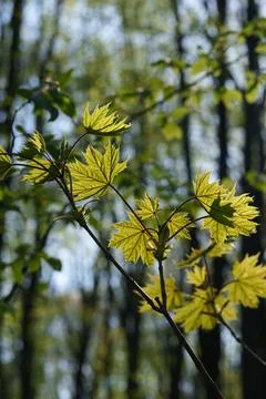 Forest scene in spring. Postcard. Stock Photos