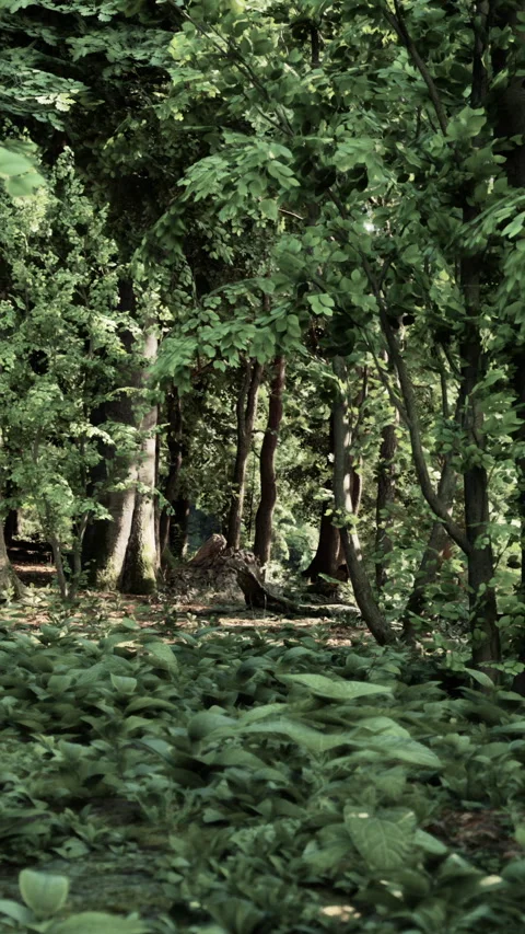 Forest scene in spring with tall trees and green foliage on the ground Stock Footage 340652658