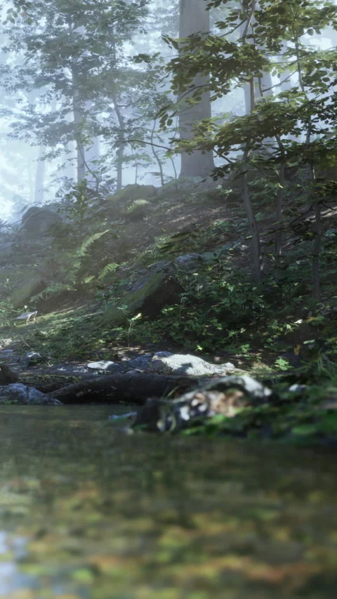 Forest scene with stream and rocks at dawn in a natural setting Stock Footage 342350168