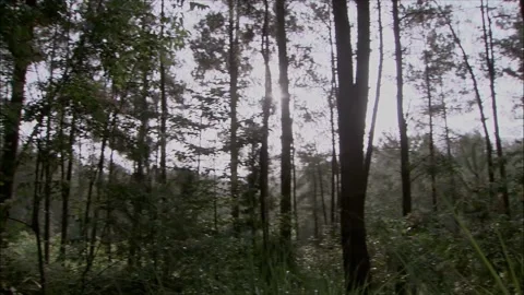 Forest scene in the sun Stock Footage 261632495