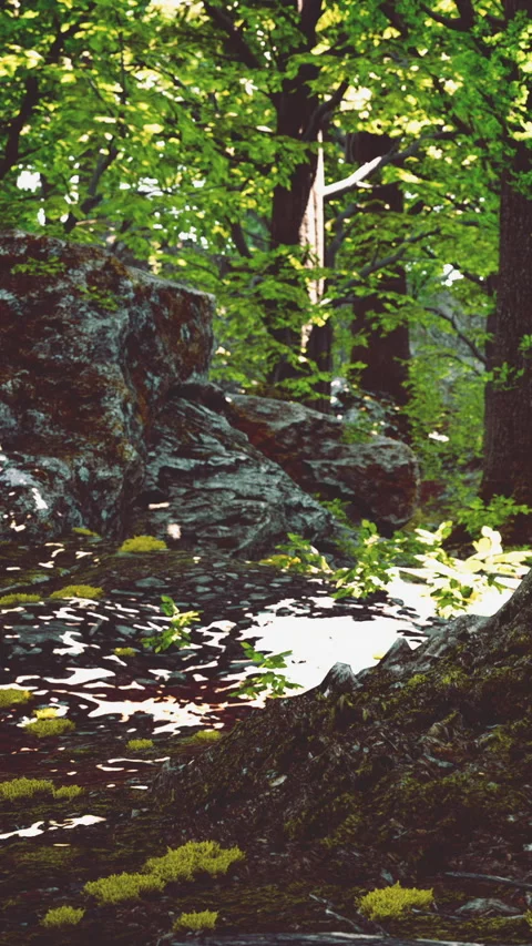 Forest scene with sunlight shining through trees in nature setting Stock Footage 341256715