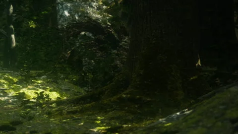 Forest scene with sunlight shining on tree roots and moss in the background Stock Footage 340620928