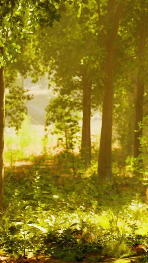 Forest scene with sunlight shining on trees and ground in springtime Stock-Footage 339404606