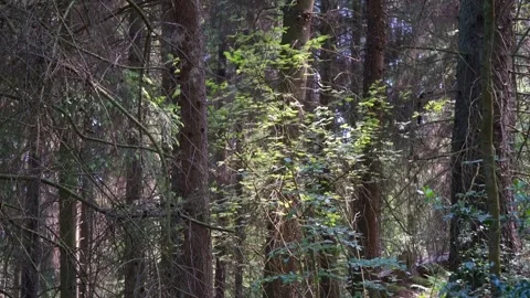Forest scene with tall trees and sunlight shining through the canopy. Stock Footage 243834839