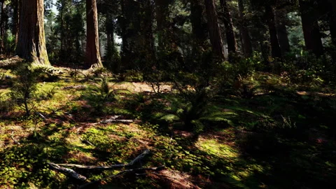 Forest scene with tall trees and ferns in morning light Stock Footage 342048200