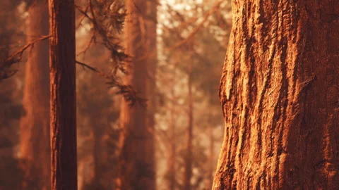 Forest scene with tall trees during sunset in a warm light Stock Footage 341791040