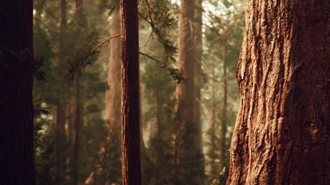 Forest scene with tall trees showing bark texture and sunlight filtering Stock Footage 340019500