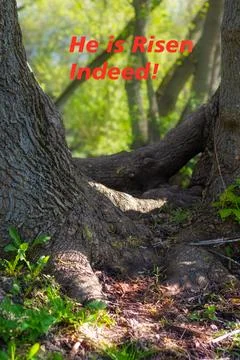Forest scene with text He is risen, placed between two trees and symbolizing  Stock Photos