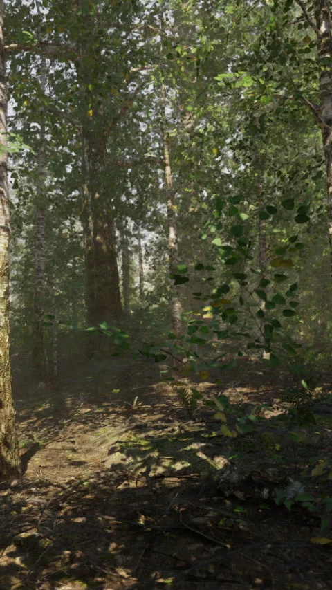 Forest scene with thick trees and sunlight filtering through leaves Stock Footage 341270470