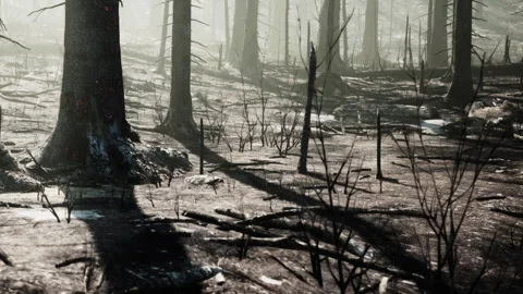 Forest scene with tree trunks and ground covered in debris and shadows Stock Footage 342063460