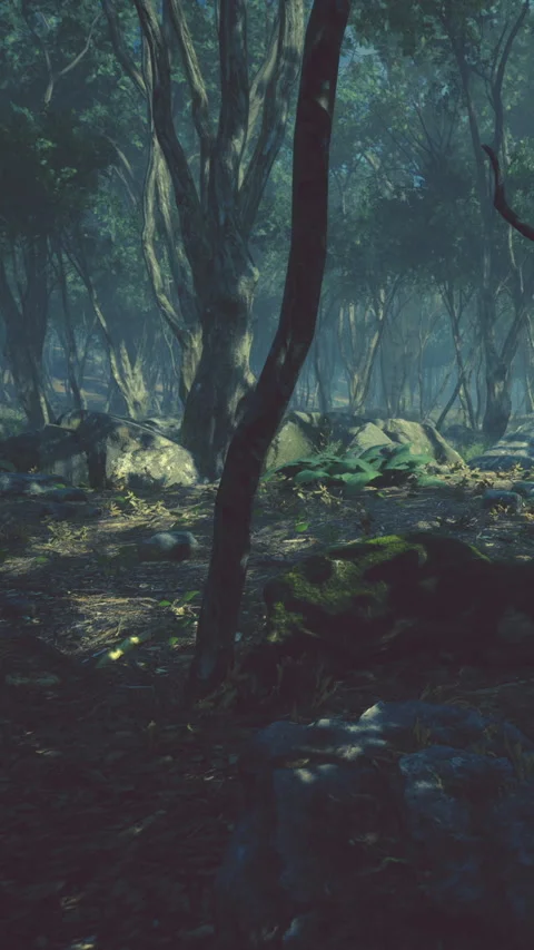 Forest scene with tree trunks, rocks, and undergrowth in early morning light Stock Footage 343163032