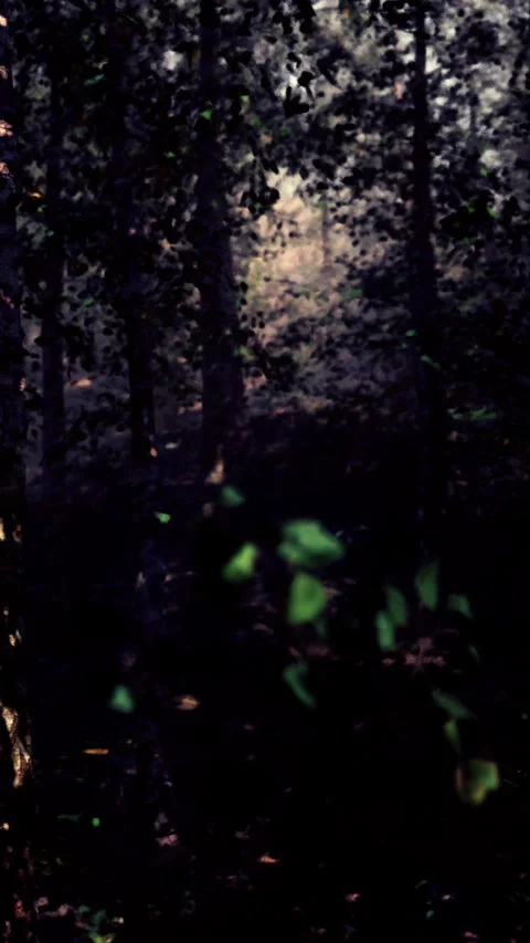 Forest scene with trees and faint light during the day in a quiet area Stock Footage 340273412
