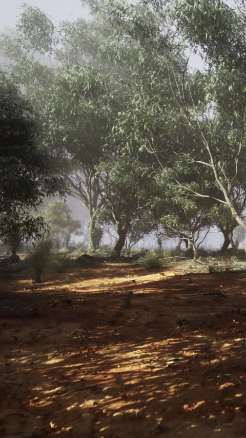 Forest scene with trees and fog near a body of water in the morning light Stock Footage 331634117