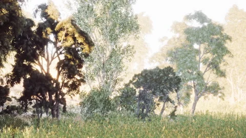 Forest scene with trees and grass in bright daylight near a path Stock Footage 344409407