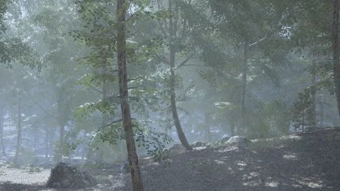 Forest scene with trees and mist in a natural setting during daytime Stock Footage 345063951