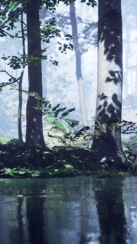 Forest scene with trees and reflection in water during morning light Stock Footage 346755223