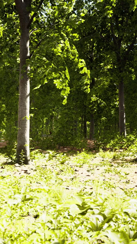 Forest scene with trees and sunlight on the ground during daytime in spring Stock Footage 338422944