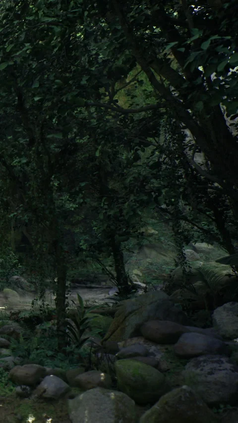 Forest scene with trees, rocks, and a stream during daylight hours Stock Footage 342446085