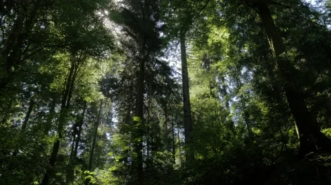 Forest scene with twinkling sun Video stock 51393667