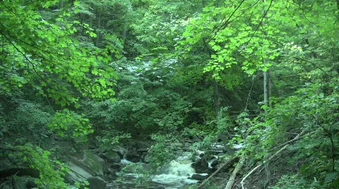 Forest Scene Video Stock Footage 566081