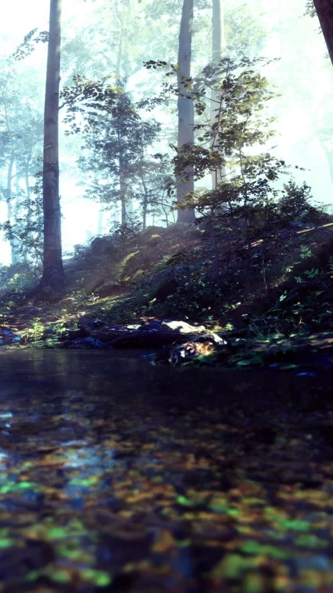 Forest scene with water reflecting trees in morning light Stock Footage 331762402
