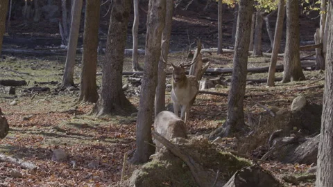 Forest scene white tailed deer Stock-Footage 293633072