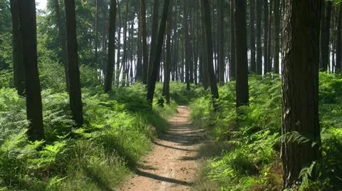 Forest Scenery on Darss Peninsula - Baltic Sea, Northern Germany Vídeo Stock 12529531