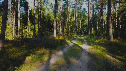 Forest scenery during a day. Stock Footage 217482890