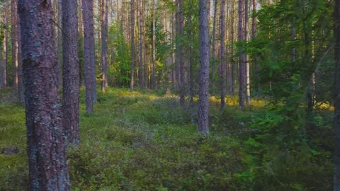 Forest scenery during a day. Stock Footage 217482997