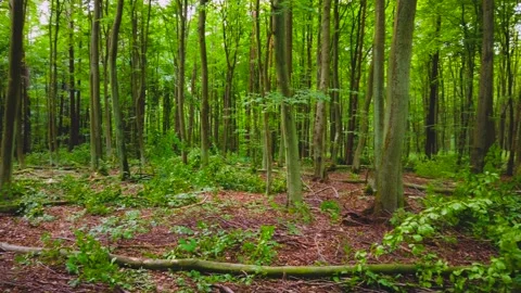 Forest scenery during a day. Stock Footage 217483284