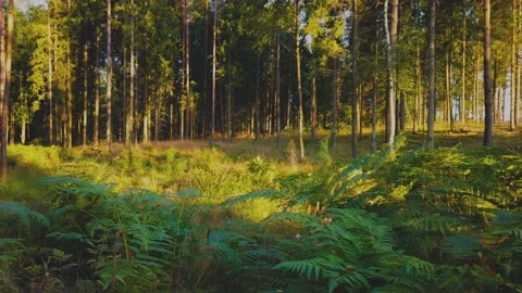 Forest scenery during a day. Stock Footage 217483961