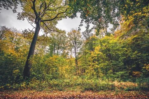 Forest scenery in the fall Stock Photos
