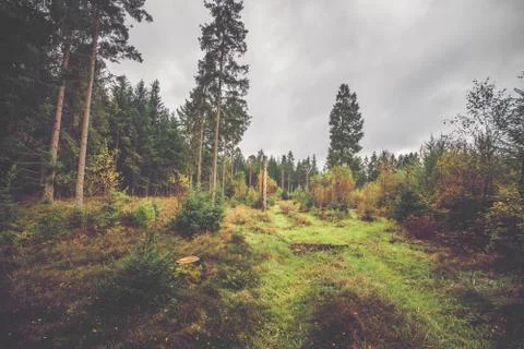 Forest scenery in the fall Stock Photos