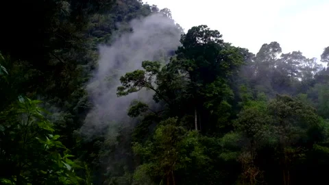 Forest scenery Stockbeeldmateriaal 171099526