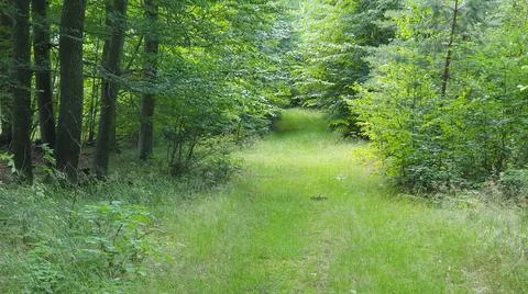 Forest scenery with grassy path. Stock Photos
