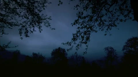 Forest scenery at night Stock Footage 261632550