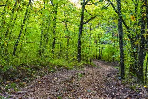 Forest scenery Stock Photos