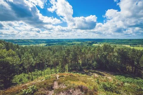 Forest scenery with pine trees Stock Photos