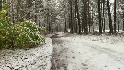Forest scenery when it snows Stock Footage 234475643