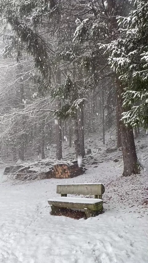 Forest scenery by winter with an empty bench covered with snow Stock Footage 337070443