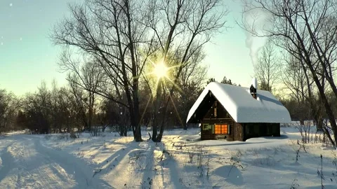 Forest scenery in winter Stock Footage 236441104