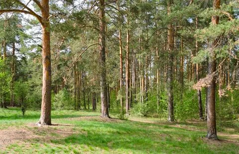 Forest scenic landscape in the thicket of a pine forest Stock-Fotos