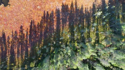 Forest Scenic Shadows in Bog Landscape Drone 4K Vídeo Stock 252195876
