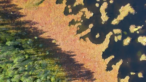Forest Scenic Shadows in Bog Landscape Drone 4K Vídeo Stock 252196991